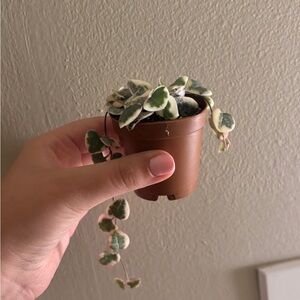 Variegated String of Hearts